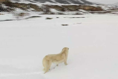 Kar şaşkınlığı yaşayan köpeğin sevimli halleri