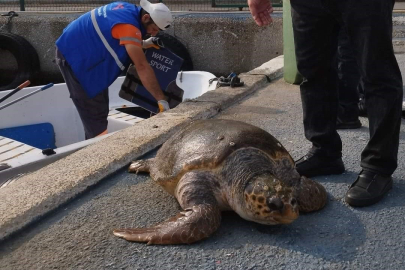 Ölü bulunan deniz kaplumbağaları ile ilgili inceleme!