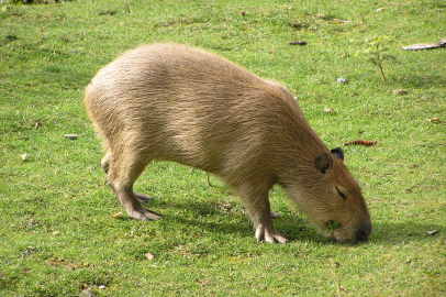Nesli tehlike altında: Kapibara
