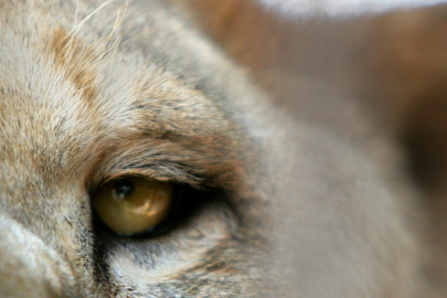 Nijerya'da aslan saldırısı! Bakıcı hayatını kaybetti