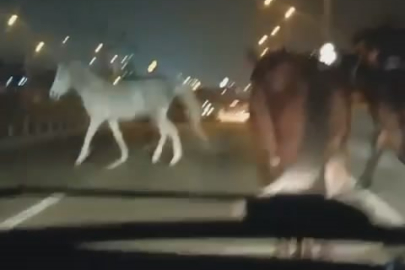 Bursa'da kontrolsüz atlar trafikte tehlike yarattı