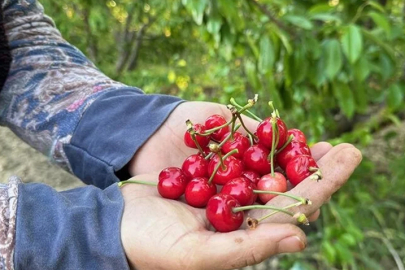 Hasat yapıldı, 2 bin TL’den alıcı buldu!