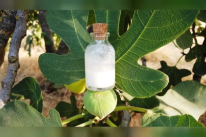 Faydasını öğrenen bardak bardak içecek! İncir sütünün bilinmeyen faydası açığa çıktı