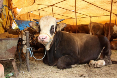 Sivas'ta kurban kesimi fiyatları belli oldu