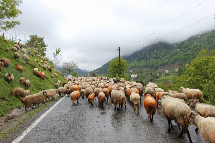 4 gün sürecek yolculuk başladı! 6 ay bölgede kalacaklar - Bursa Hayat Gazetesi-5