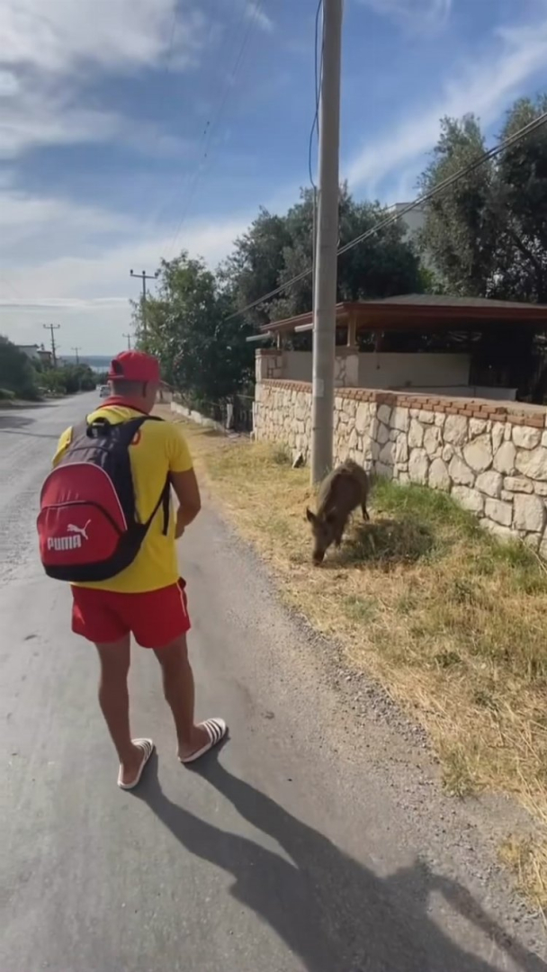 Bursa'da aç kalan domuza bisküvi yedirdi - Bursa Hayat Gazetesi-2