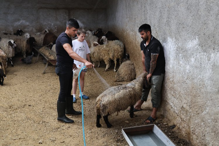 Stokçuluk mu yapılıyor? Kurban fiyatları arttı iddiası Bursa Hayat Gazetesi -3