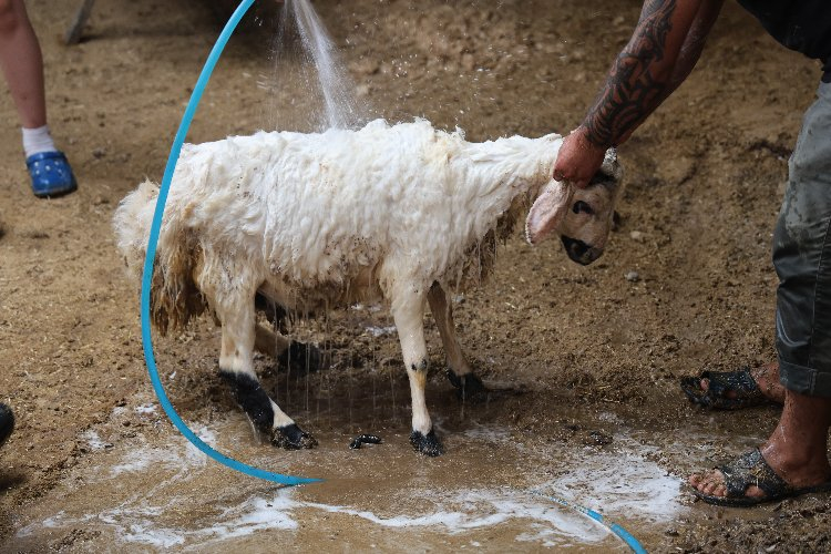 Stokçuluk mu yapılıyor? Kurban fiyatları arttı iddiası Bursa Hayat Gazetesi -2