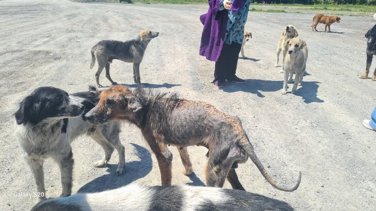 400 nüfuslu köyü uyuz korkusu sardı - Bursa Hayat Gazetesi-2