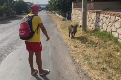 Bursa'da aç kalan domuza bisküvi yedirdi