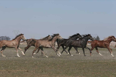 Safkan Arap tay satış tarihleri belli oldu