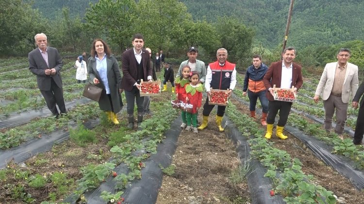 Özel aromayla damaklara hitap ediyor! Bu çilek pazar sorunu yaşamıyor - Bursa Hayat Gazetesi-2