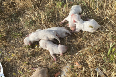 Çöpten 'köpek yavruları' çıktı!