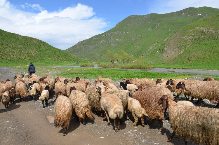 30 günlük yolculuk bitti! 5 ay yaylada kalacaklar - Bursa Hayat Gazetesi-3