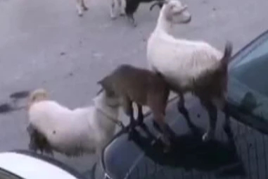 Arabanın kaputunda keçiler tepindi!