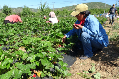 5 dönümle başlamıştı, şimdi işçi bulamıyor!