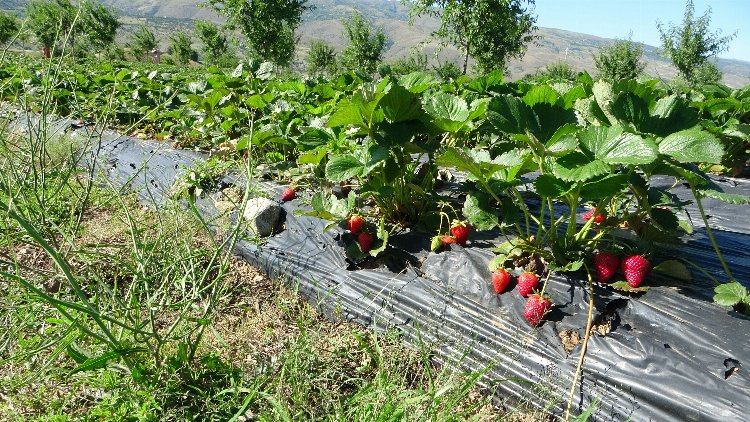 5 dönümle başlamıştı, şimdi işçi bulamıyor! Bursa Hayat Gazetesi -2