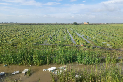 Yağış, ekili tarım arazilerine zarar verdi