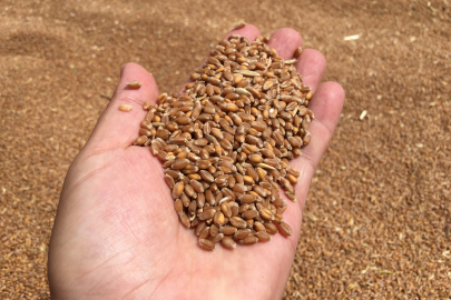 Aydın'da buğday alım fiyatı belli oldu