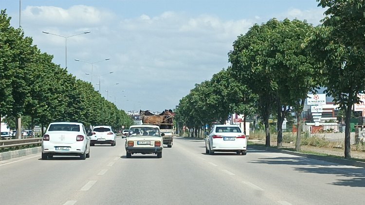 Bursa'da kamyonet kasasında 5 atla trafiğe çıktı - Bursa Hayat Gazetesi-2