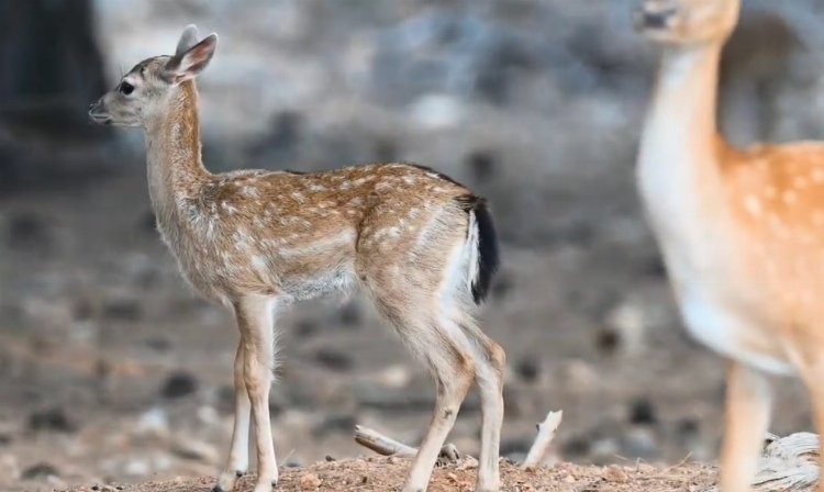 Bunları sakın yapmayın! Yaban hayvanlarını strese sokabilir - Bursa Hayat Gazetesi-4