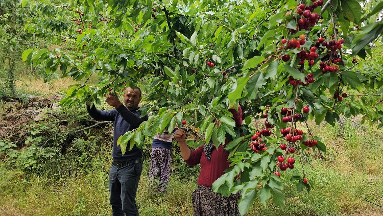 Bursa'da sonra Aydın'da hasat başladı! Kraliyet sofralarının vazgeçilmezi - Bursa Hayat Gazetesi-4