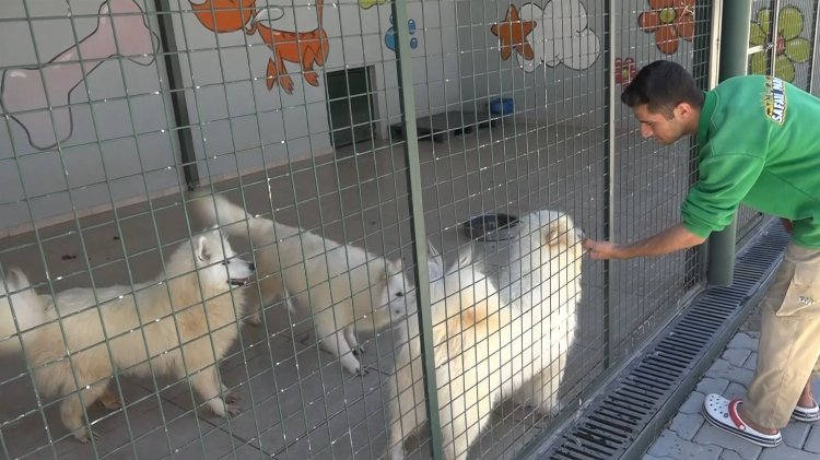 Köpek sorununa o ilden örnek çözüm! Bursa Hayat Gazetesi -3