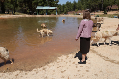 Köpek sorununa o ilden örnek çözüm!