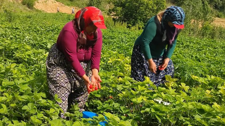 Fiyatlar düştü, üreticiler tepki gösterdi! Bursa Hayat Gazetesi -2