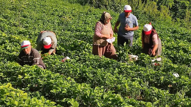 Fiyatlar düştü, üreticiler tepki gösterdi! Bursa Hayat Gazetesi -3