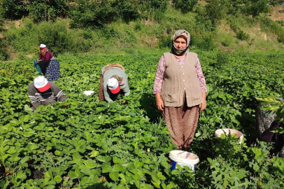 Fiyatlar düştü, üreticiler tepki gösterdi!