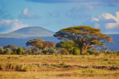 Afrika savanaları: Vahşi yaşamın cenneti