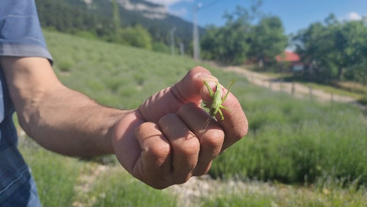 Popülasyonları arttı! Lavanta üreticisinin başı dertte - Bursa Hayat Gazetesi-2