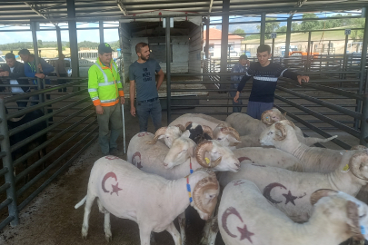 Kurbanlık satışları başladı! "Fiyatlar önceki senelere göre uygun"