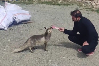 Tilkiyle dostluk kurdu! 3 yıldır yalnız bırakmıyor