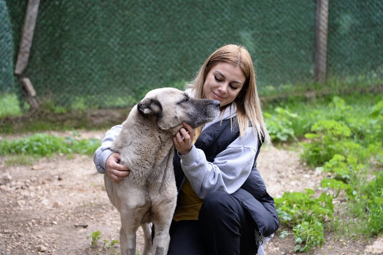 Osmangazi Belediyesi başıboş sokak köpekleri çalışmasıyla örnek oluyor - Bursa Hayat Gazetesi-3