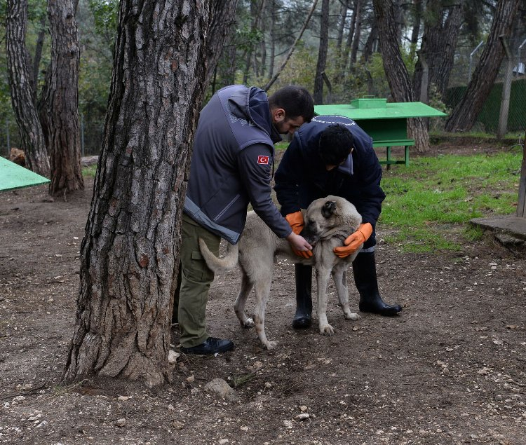 Osmangazi Belediyesi başıboş sokak köpekleri çalışmasıyla örnek oluyor - Bursa Hayat Gazetesi-2