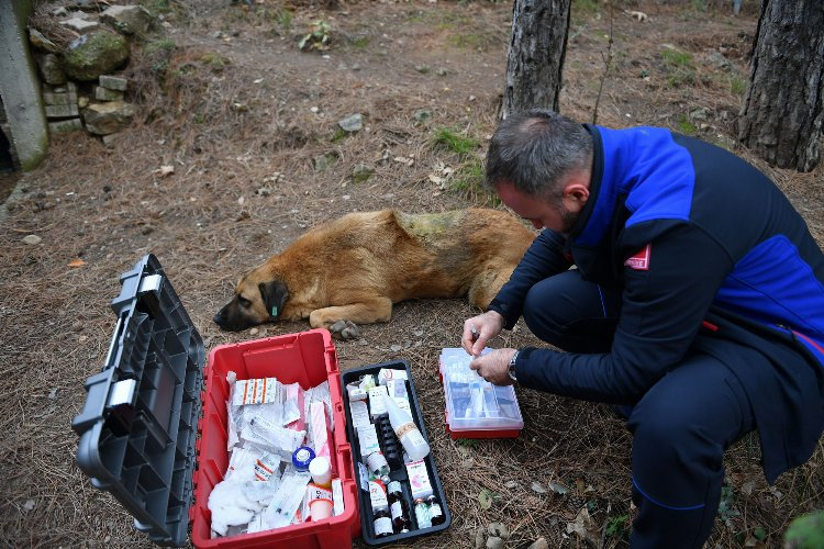 Osmangazi Belediyesi başıboş sokak köpekleri çalışmasıyla örnek oluyor - Bursa Hayat Gazetesi-6