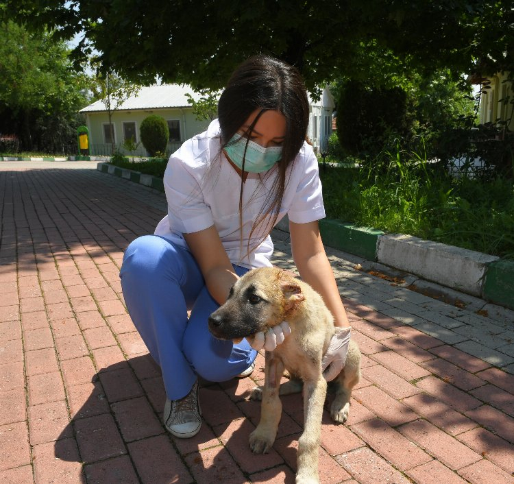 Osmangazi Belediyesi başıboş sokak köpekleri çalışmasıyla örnek oluyor - Bursa Hayat Gazetesi-4