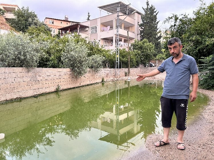 Yağış sonrası oluşan su birikintileri yeşile büründü - Bursa Hayat Gazetesi-3