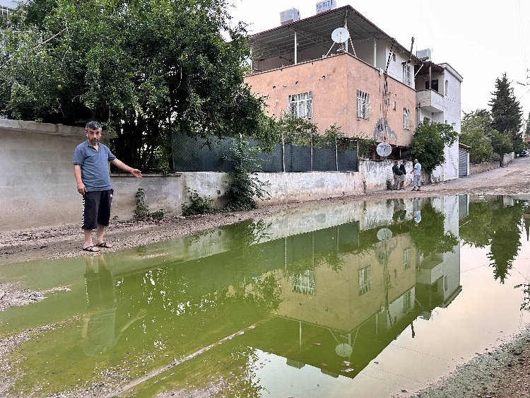 Yağış sonrası oluşan su birikintileri yeşile büründü - Bursa Hayat Gazetesi-2