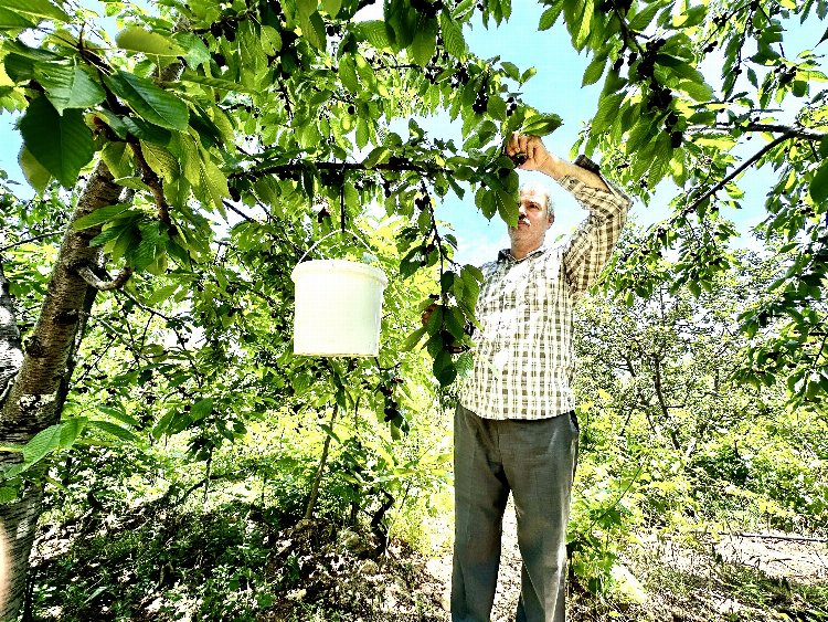 Üretici mağdur: Günlük 2 bin TL'ye işçi bulamıyor!  Bursa Hayat Gazetesi -2