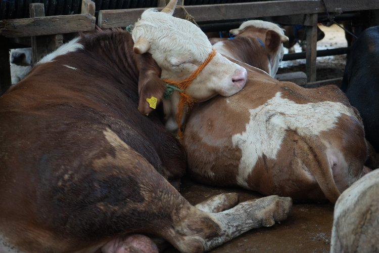 Bursa'da satışlar beklenenin altında olunca fiyatlar düştü - Bursa Hayat Gazetesi-4