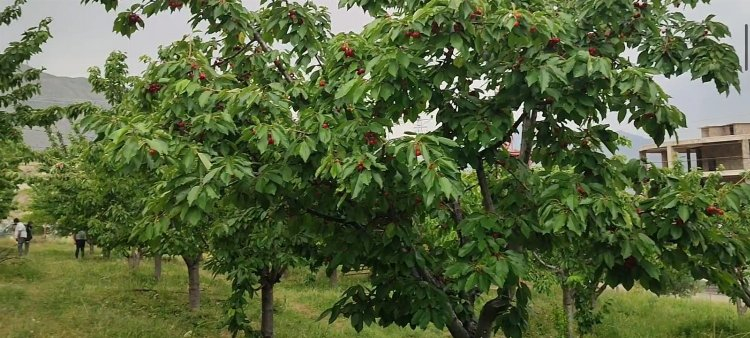 Bu bahçede müşteriler kendi kirazını kendi topluyor - Bursa Hayat Gazetesi-2