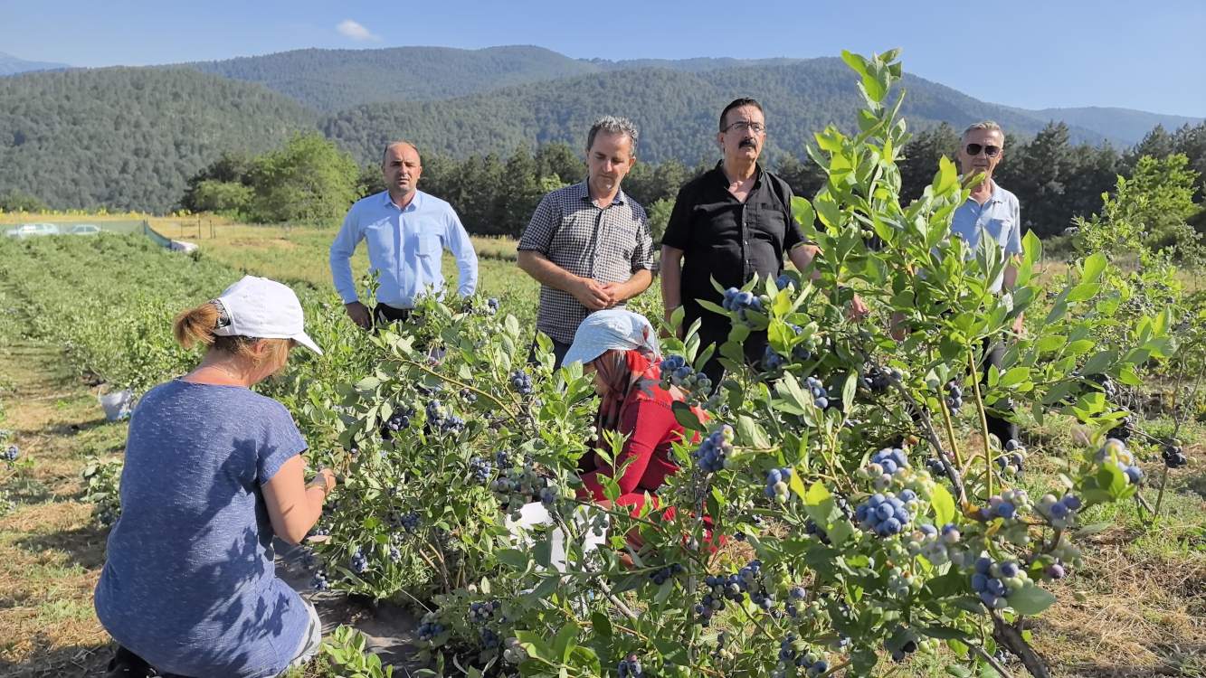 Bursa'dan 5 ülkeye ihraç ediliyor! Kilosu 400 liradan satılıyor - Bursa Hayat Gazetesi-3