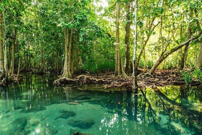 Mangrov Ormanları: Mavi karbon havuzları ve biyoçeşitliliğin korunması