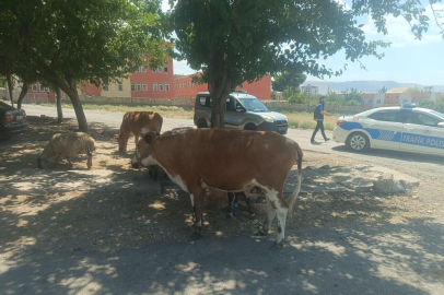 Başıboş büyükbaş hayvanların sahiplerine ceza!