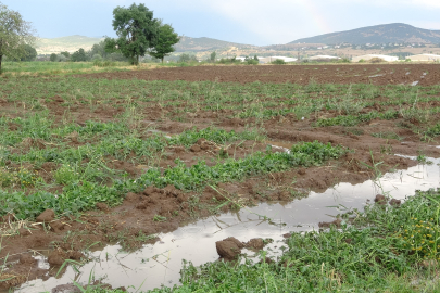 Bingöl'de  kuvvetli sağanak ve dolu yağışı etkisi! Bu yılki emek boşa gitti