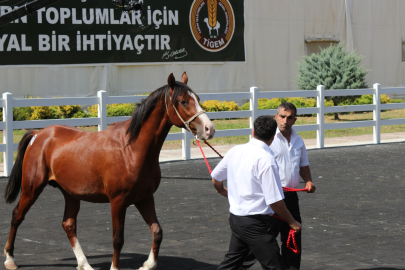 Bursa'da 'İnzibat' adında 2 yaşındaki erkek tay 2 milyon liraya satıldı