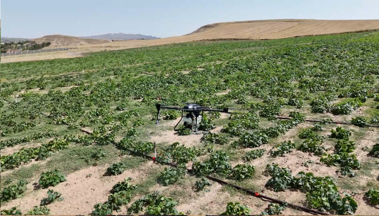 Tarımda teknoloji! Drone sayesinde 150 bin liralık kayıp önlendi - Bursa Hayat Gazetesi-3